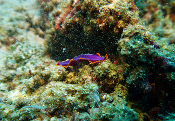 lilac gastropod sea snail (nudibranch mollusk) on corals