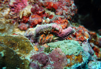 fish of unusual shapes and colors on a coral reef