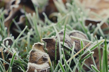 Hoarfrost on the grass. Frost Dew in the winter. Early morning. Winter. Cold. Snow. Frozen