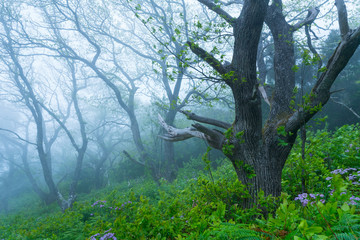 Chesnut forest, El Paso Municipality, La Palma island, Canary Islands, Spain, Europe