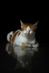 cat with a black background