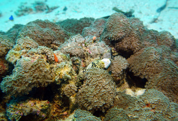 fish of unusual shapes and colors on a coral reef