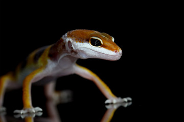 gecko lizard on black background, eublepharis macularius