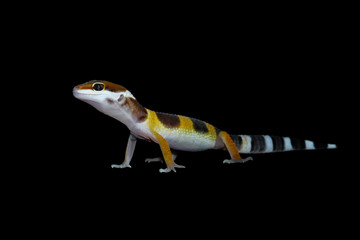 gecko lizard on black background, eublepharis macularius
