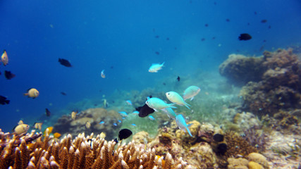 Naklejka na ściany i meble blue fish on a background of corals on a blue background