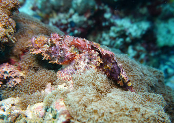 Scorpion fish - a recognized master of disguise
