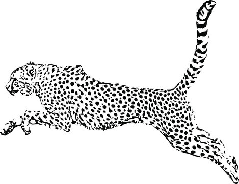 Hand drawn wild leopard. vector illustration