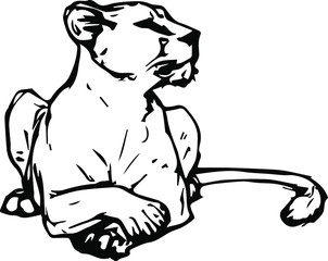 Hand drawn wild lioness. vector illustration