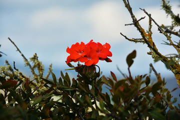 flower close-up on a background of greenery and blue sky