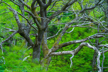 Chesnut forest, El Paso Municipality, La Palma island, Canary Islands, Spain, Europe