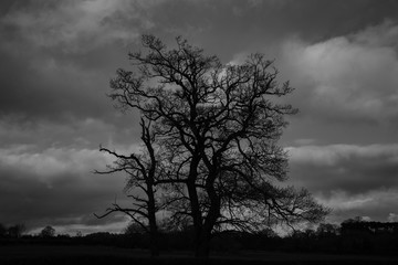 silhouette of tree in sunset