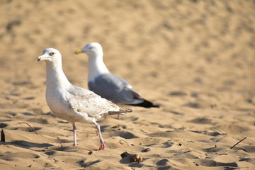 Two Common Seagulls looking away on Bloemendaal beach