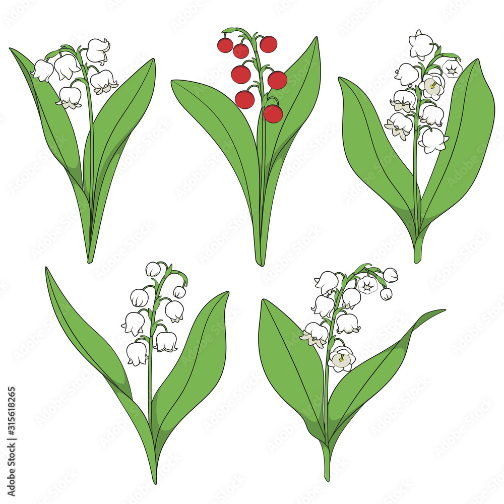 Poster set of color illustrations with lilies of the valley. isolated vector objects on a white background.