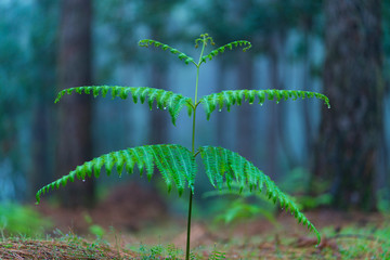 Ferns and Canary Island pine forest, El Pilar, El Paso Municipality, La Palma island, Canary Islands, Spain, Europe