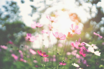 Obraz na płótnie Canvas cosmos flower blooming in garden with sunshine