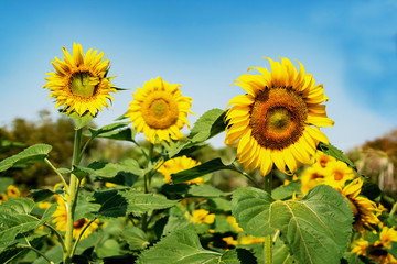 close up  sunflower blooming in field with blue sky background