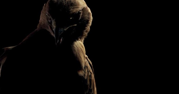 Big wild hawk with open beak is looking around in the dark, 4k