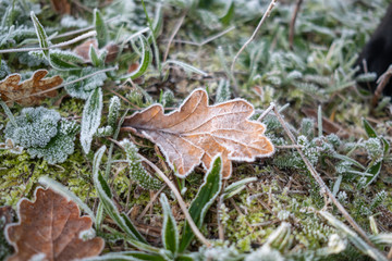Hoar frosted Grass and leaves