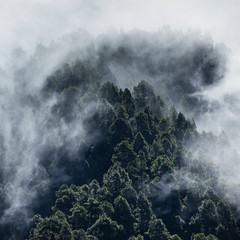 Fog in Canary Island pine forest, El Paso Municipality, La Palma island, Canary Islands, Spain, Europe