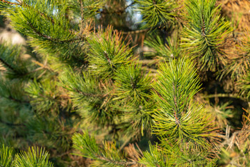 Fresh green close-up of pine tree.