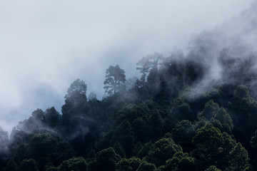 Fog in Canary Island pine forest, El Paso Municipality, La Palma island, Canary Islands, Spain, Europe
