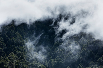 Fog in Canary Island pine forest, El Paso Municipality, La Palma island, Canary Islands, Spain, Europe