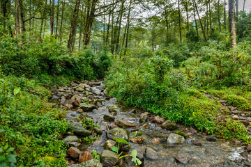 Green forest and river with stones in Himalaya