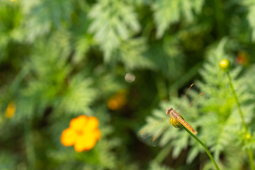 closeup dragonrfly on a flower