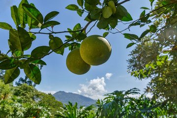 Green grapefruit growing on tree with mountain view
