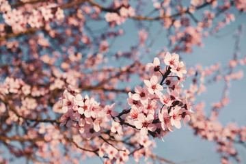 Plum trees with pink flowers in bloom in a sunny day.