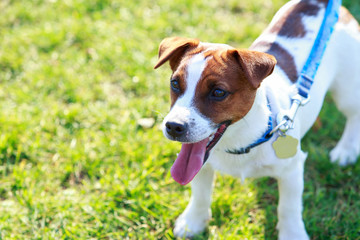 Dog breed Jack Russell Terrier