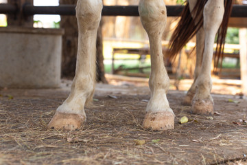 Closeup hooves of white horse with horse shoe.
