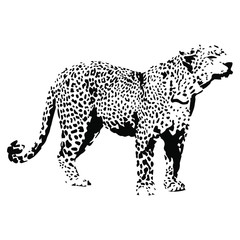 Hand drawn wild leopard. vector illustration