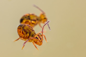 Kugelspringer Ansammlung auf Wasser treibend