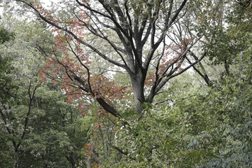 Vitis amurensis. Amur grape with red autumn color of the leaves of the oak tree braids.
