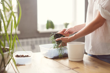 Woman Transplanting Succulent Home Plant into Pot