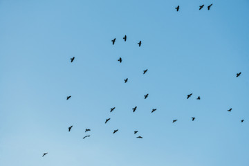 A flock of black crows flying and circling against the blue sky. Look up