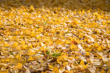 Yellow autumn ginko leave background