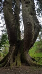 Fototapeta na wymiar Four tree trunks