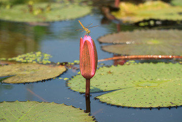 Dragonfly Resting on the Top of Vibrant Pink Lotus Flower Bud in the Sunlight	