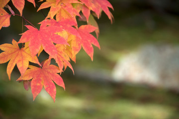 Autumn season colorful of leaves a park in Kyoto