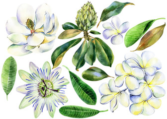 et of white watercolor flower, branch plumeria, magnolia, passiflora with green leaves, frangipani, passion flower, hand drawn jungle illustration. Stock illustration, wedding invitations, postcard.