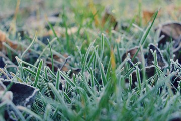 Hoarfrost on the grass. Frost Dew in the winter. Early morning. Winter. Cold. Snow. Frozen