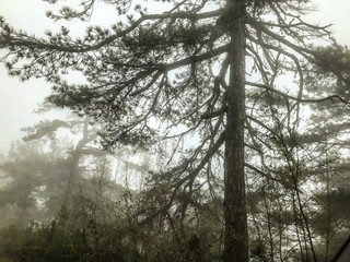 Trees in the fog background