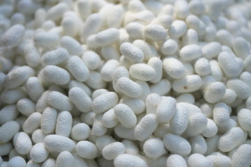 Nakhon Ratchasima,Thailand-December 7, 2019: Cocoons of silkworms or Bombyx mori