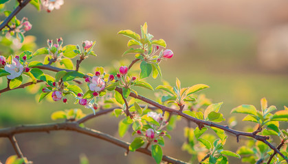 Close up of blooming buds of apple tree in the garden. Blooming apple orchard in spring sunset.
