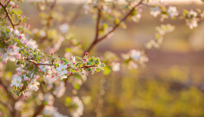 Close up of blooming buds of apple tree in the garden. Blooming apple orchard in spring sunset.