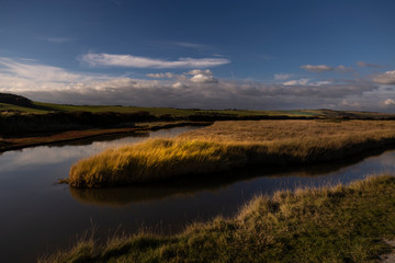 sunlit reeds at national park in Sussex