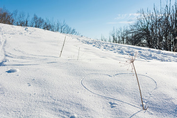 Hearth drawing into freshly fallen snow with a straw.