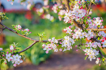 Obraz premium Close up of blooming buds of apple tree in the garden. Blooming apple orchard in spring sunset.